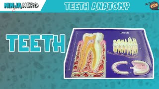 Gastrointestinal  Teeth Anatomy [upl. by Ynoffit]