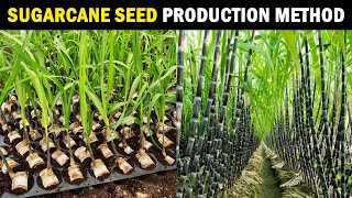 Sugarcane Seed Production  Sugarcane Planting Methods  Sugarcane Farming  Sugarcane Cultivation [upl. by Akered]