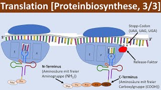 Translation  Proteinbiosynthese 33  Biologie Genetik Oberstufe [upl. by Ahsielat]