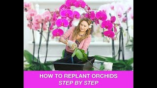 ORCHID CARE 🍃REPOTTING ORCHIDS REPLANTING ORCHIDS 🌿 Shirley Bovshow [upl. by Huppert]