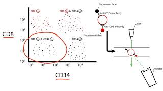 USMLE Step 1 Flow Cytometry [upl. by Noeruat]