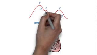 JVP waveform explained [upl. by Notlehs30]