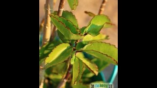 Leaf of Life Benefits bryophyllum pinnatum Medicinal Herb Plants [upl. by Mcnutt464]