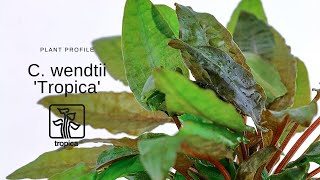 Cryptocoryne wendtii Tropica [upl. by Dibrin]