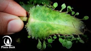 How to Grow Kalanchoe amp Succulent plants  Bryophyllum [upl. by Dorolice]