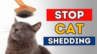 7 Steps To Stop Cat Shedding [upl. by Bonns]