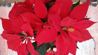 Poinsettia Plant Repotting Replant Poinsettias Euphorbia Pulcherrima [upl. by Esirrehc]