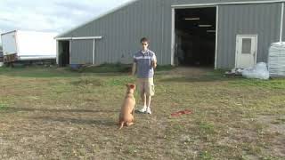 How to Teach a Dog to Play Catch With a Ball [upl. by Sofer]