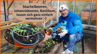 Stachelbeeren Johannisbeeren einfach vermehren Stecklinge [upl. by Rianon]