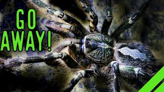 Fringed Ornamental Tarantula Poecilotheria ornata Care [upl. by Aehsa]