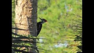 Sound of a Pileated Woodpecker [upl. by Akeret69]