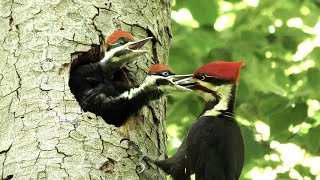 The Pileated Woodpecker A Trickster [upl. by Custer]