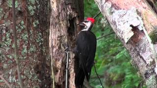 Pileated Woodpecker in Action [upl. by Drusie]