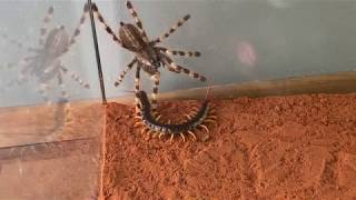 Giant Centipide vs Venemous Tarantula [upl. by Wilfreda743]