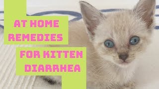 Kitten amp Cat Diarrhea Home Remedy  Safe amp Easy [upl. by Maridel978]