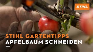 STIHL Gartentipps Sommer Apfelbaum schneiden [upl. by Ahsiak]