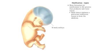 Bone formation  Ossification [upl. by Venn560]