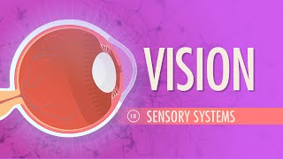 Vision Crash Course Anatomy amp Physiology 18 [upl. by Hassi]