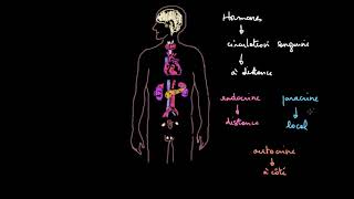 Introduction au système endocrinien [upl. by Quartet]