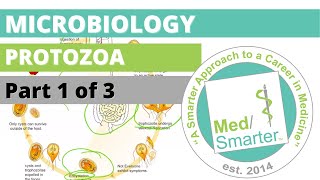 Protozoa  Microbiology  USMLE STEP 1  Part 1 of 3 [upl. by Karoline]