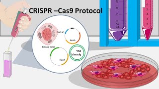 CRISPR Cas9  How CRISPR can be performed in the lab [upl. by Aiyt]