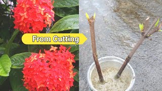 EASIEST Way to Grow Ixora Plants from Cuttings  How to Grow Ixora Plant from single cutting [upl. by Rese781]