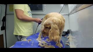 Grooming Cocker Spaniel [upl. by Analem]