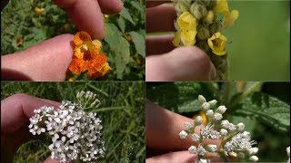 How To Identify 5 Medicinal Plants And Their Uses [upl. by Gladis]