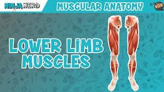 Muscles of the Lower Limb  Anatomy Model [upl. by Leiria172]