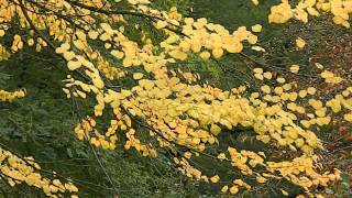 Cercidiphyllum japonicum [upl. by Rajiv]