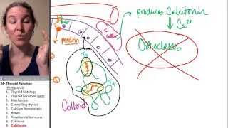 Thyroid 9 Calcitonin [upl. by Etnovahs]