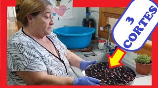 ⚫ APRENDE Cómo Preparar ACEITUNAS NEGRAS en CONSERVA 💛  3 CORTES [upl. by Liscomb46]