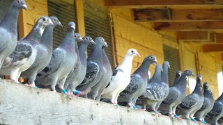 A Day in the Life of Young Racing Pigeons [upl. by Duky]