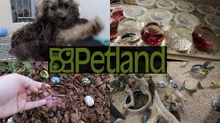 HOW DOES PETLAND CARE FOR THEIR ANIMALS [upl. by Flem]