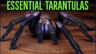 MUST HAVE Tarantulas  YOU Need These BIG Spiders [upl. by Warder]