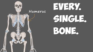 Every Bone in the Human Body [upl. by Carpio]