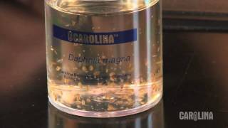 How to Care for Daphnia [upl. by Akins]