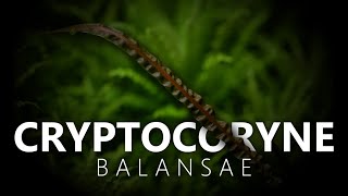 Cryptocoryne Balansae [upl. by Ingeborg]