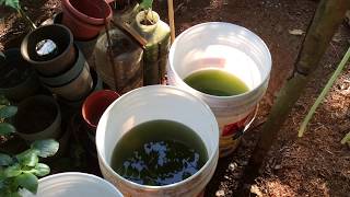 How to grow Green Water Algae [upl. by Rissa759]