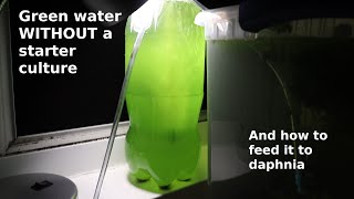 Green Water WITHOUT a Starter Culture  From Scratch  How To [upl. by Tolley699]