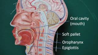 Gastrointestinal anatomy and physiology Part 2 [upl. by Yeroc]