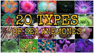 20 TYPES OF SEA ANEMONES [upl. by Kolk]