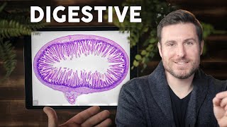 Digestive System Histology Explained for Beginners  Corporis [upl. by Starr]