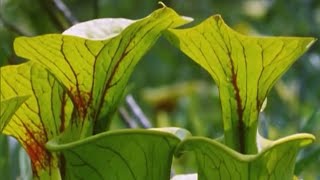 Exploring the Venus Flytrap with Attenborough  BBC Earth [upl. by Tonnie642]