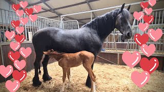 The next day Orphan foal Rising Star JK and foster mother Queen👑Uniek [upl. by Alidus542]