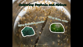 How To Culture Daphnia and Moinas using Green Water Spirulina powder [upl. by Mcevoy165]