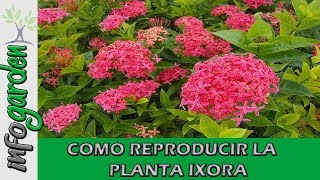 Como reproducir Y Fertilizar la planta IXORA [upl. by Deehahs]