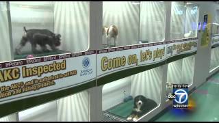 Petland sues customer who adopted dog [upl. by Jonati]