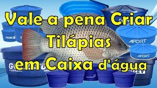 Vale a pena Cultivar Tilápias em Caixa dágua Hobby lucro comercializar [upl. by Jez]