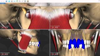 Mandibular Movements [upl. by Lrig]